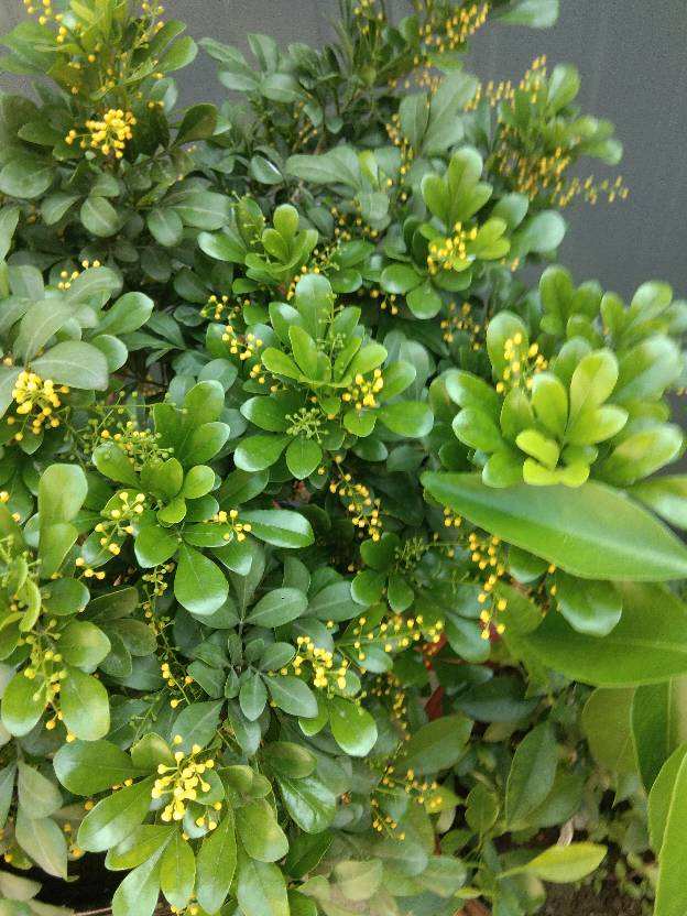 一年四季都开花的花卉盆栽有哪些（四季都开花的植株推荐）