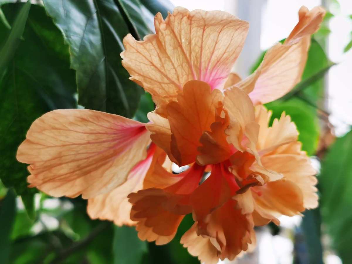 一年四季都开花的花卉盆栽有哪些（四季都开花的植株推荐）