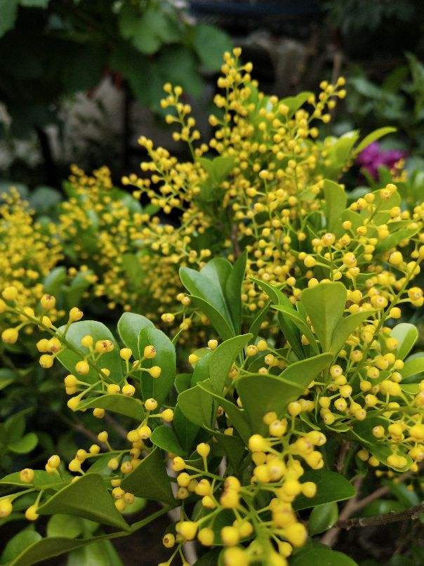 一年四季都开花的花卉盆栽有哪些（四季都开花的植株推荐）