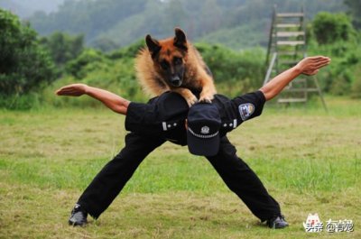 ​英国激飞猎犬(激飞猎犬有哪些)