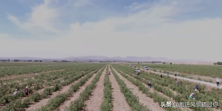 枸杞哪个牌子正宗（高品质正宗宁夏枸杞推荐）