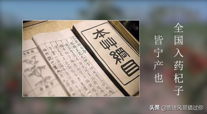 枸杞哪个牌子正宗（高品质正宗宁夏枸杞推荐）