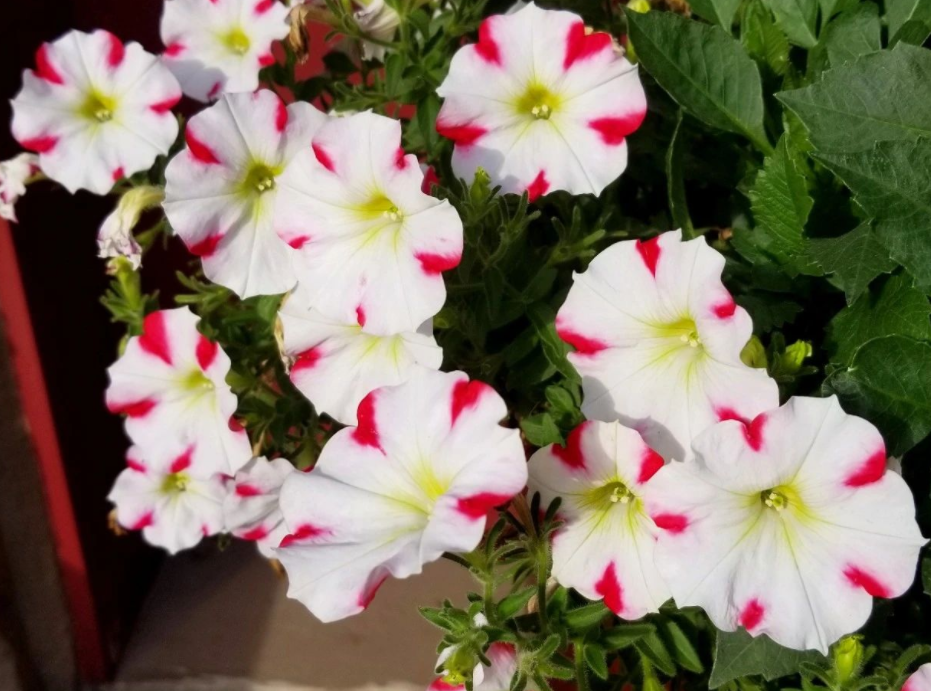 矮牵牛花种子几月份播种（矮种牵牛花的日常养护方法）