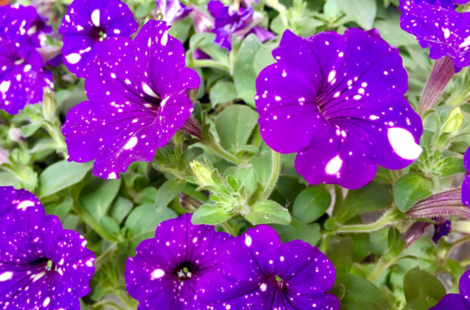 矮牵牛花种子几月份播种（矮种牵牛花的日常养护方法）