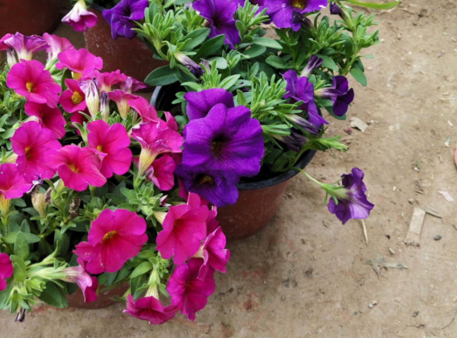 矮牵牛花种子几月份播种（矮种牵牛花的日常养护方法）