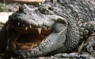 ​鳄鱼和骆驼是一类吗，一个人牵着骆驼的标志是真的骆驼品牌吗？