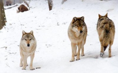 ​什么是社交能力（大都具备五种社交能力）