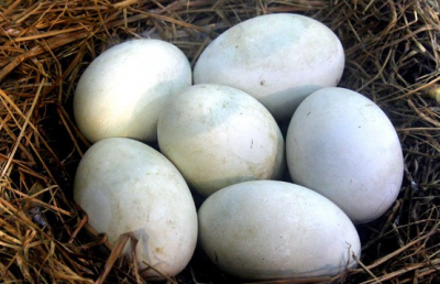 ​鹅蛋煮多久能煮熟,鹅蛋需要煮多长时间才能煮熟