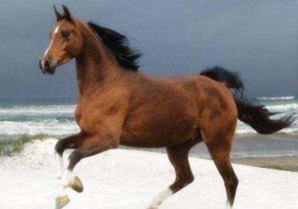 拍马屁的由来典故,拍马屁这个词是怎么来的图8