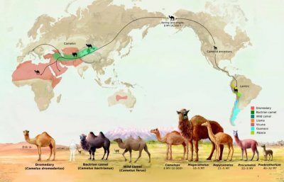 ​羊驼是羊还是驼呢（“神兽”羊驼，究竟是羊还是驼？）