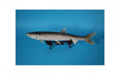 ​相亲女是情场高手