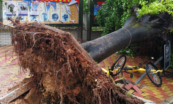 14级台风有多大威力,4级台风威力有多大图1