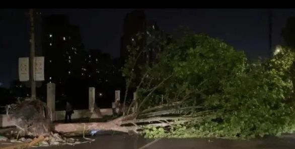 14级台风有多大威力,4级台风威力有多大图6