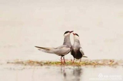 ​在河之洲上一句（在河之洲上一句拼音）