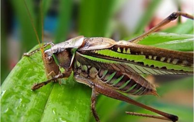 ​蝈蝈吃什么水果最好,蝈蝈都喜欢吃什么食物