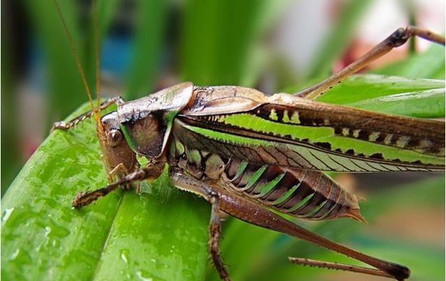 蝈蝈都喜欢吃什么食物