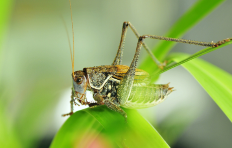 蝈蝈吃什么水果最好,蝈蝈都喜欢吃什么食物图6
