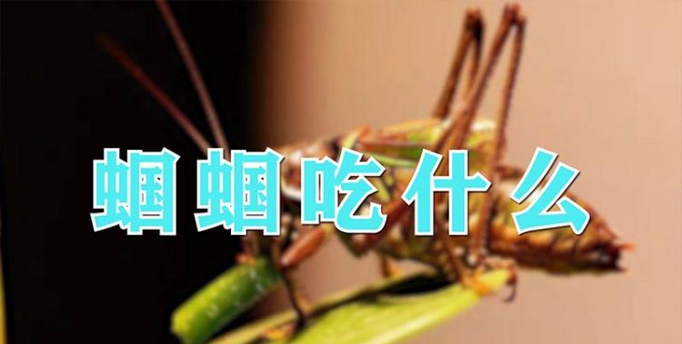 蝈蝈吃什么