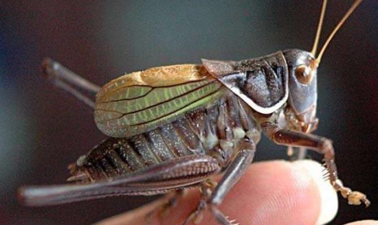 蝈蝈吃什么水果最好,蝈蝈都喜欢吃什么食物图4