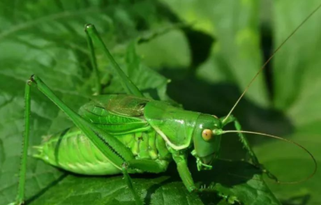 蝈蝈吃什么水果最好,蝈蝈都喜欢吃什么食物图8