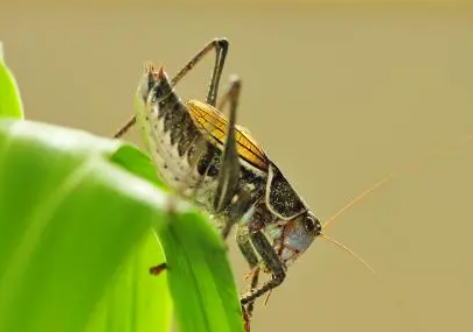 蝈蝈吃什么水果最好,蝈蝈都喜欢吃什么食物图7