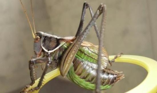 蝈蝈吃什么水果最好,蝈蝈都喜欢吃什么食物图5