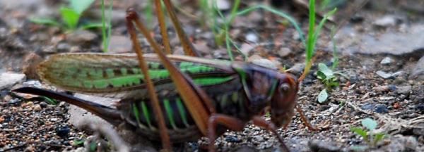 蝈蝈吃什么水果最好,蝈蝈都喜欢吃什么食物图2