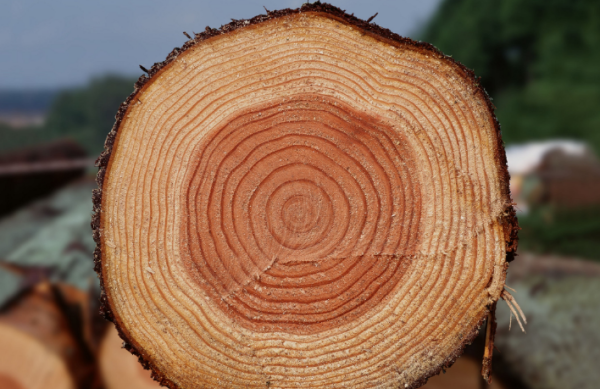 树的年轮较密的向着,树的年轮较密的向着什么面图4