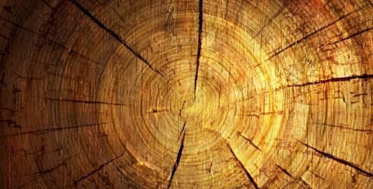 树的年轮较密的向着,树的年轮较密的向着什么面图5