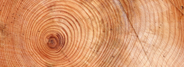 树的年轮较密的向着,树的年轮较密的向着什么面图2