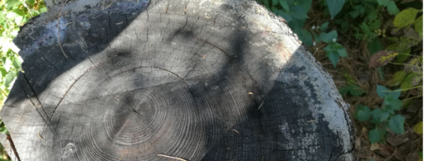 树的年轮较密的向着,树的年轮较密的向着什么面图3