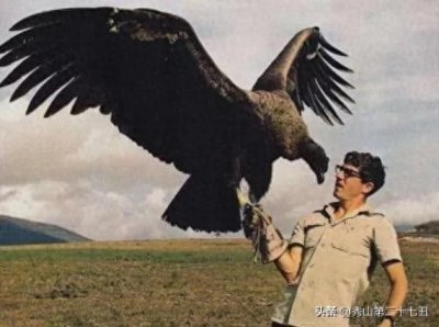 ​世界上最大的飞禽！没有任何天敌，地上的猛兽也不是它的对手