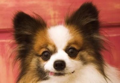 ​乌江鱼和清江鱼乌江鱼和清江鱼是一种鱼么