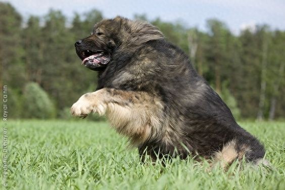 体型最大的狗狗之一，高加索犬，也是战斗民族喜欢养的彪悍土狗