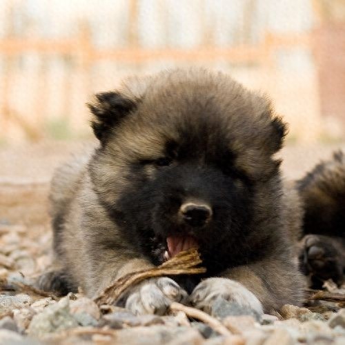 体型最大的狗狗之一，高加索犬，也是战斗民族喜欢养的彪悍土狗