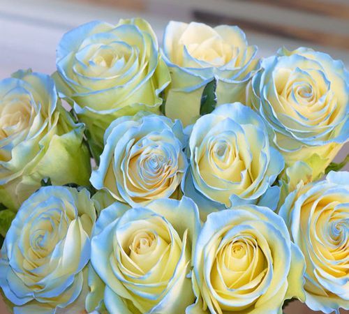 玫瑰花怎样才能保持长久的新鲜?