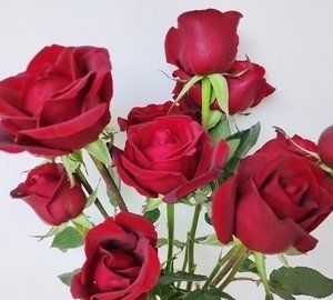 玫瑰花怎么保鲜,怎样才能让玫瑰花保持长久的新鲜感图2