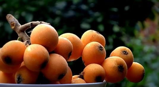 新鲜的枇杷怎么保存,能保存久一点