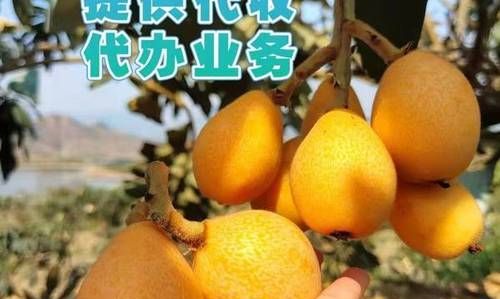 新鲜枇杷怎么保存,能保存久一点