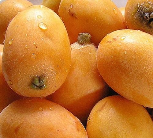 新鲜枇杷的保存方法