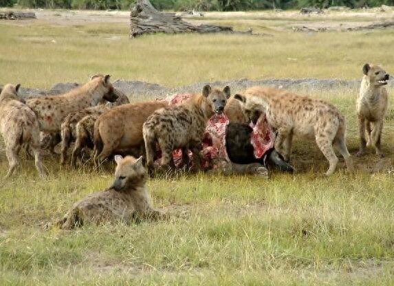 古巨鬣狗——古生物中体型最大的猫科动物！