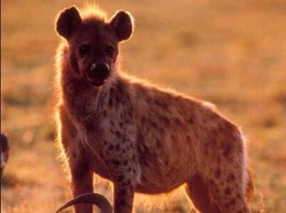 古巨鬣狗——古生物中体型最大的猫科动物！