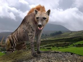 古巨鬣狗——古生物中体型最大的猫科动物！