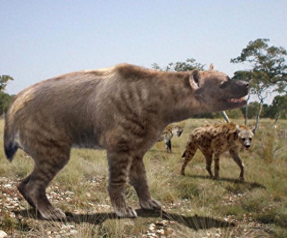 古巨鬣狗——古生物中体型最大的猫科动物！