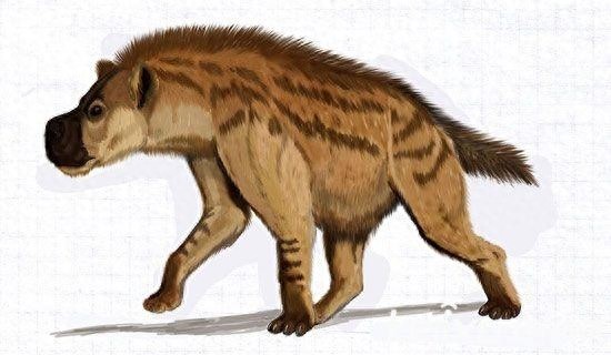 古巨鬣狗——古生物中体型最大的猫科动物！