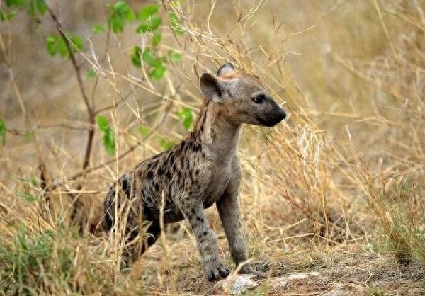 古巨鬣狗——古生物中体型最大的猫科动物！