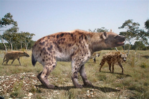 古巨鬣狗——古生物中体型最大的猫科动物！