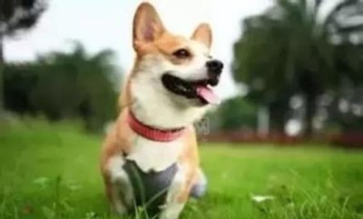 ​红娘鱼采购红娘鱼什么人不能吃