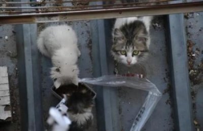 ​猫咪翻肚皮是为了什么？不一定是想求摸摸，铲屎官出手要小心