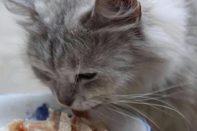 ​分享照顾小猫咪的技巧，你家里有养小猫咪吗？